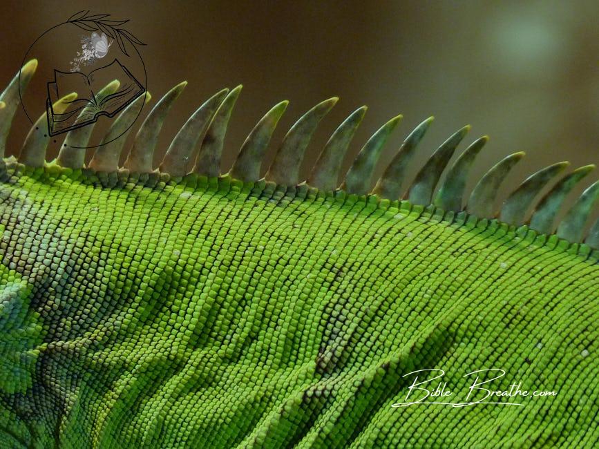 Shallow Focus Photography of Green and Black Animal Skin during Daytime